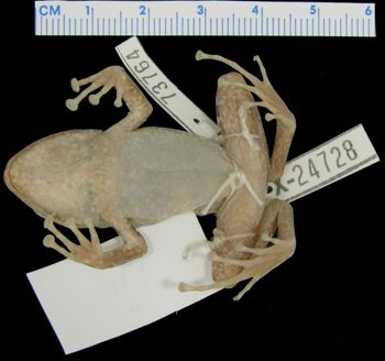 Media type: image; Herpetology A-73764